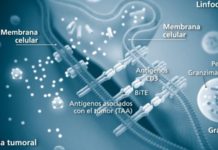 La tecnología BITE ofrece un nuevo enfoque para poder tratar el cáncer con una amplia efectividad