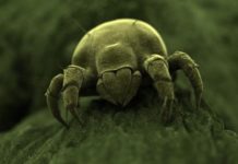 La mitad de los alérgicos a los ácaros no son tratados
