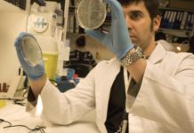 FOXM1 i CENPF prediuen l’evolució en càncer de pròstata