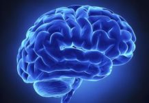 Descubierta una nueva vía para la prevención del ictus