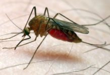 Novartis refuerza su lucha contra malaria con la investigación de un posible nuevo fármaco