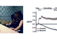 El cervell desvincula la resposta emocional de la memòria explícita en contexts de por