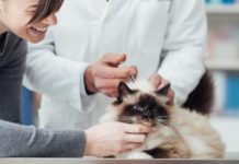 El crecimiento del mercado veterinario se consolida y atrae el interés del sector