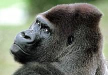 La Efpia pide más realismo en la protección de animales