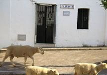 Vocalía Nacional: la ilusión torna en pesimismo