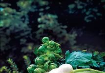 Verduras y lácteos rebajan la efectividad de los fármacos