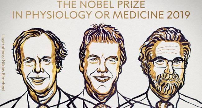 Nobel de Medicina para los descubridores del mecanismo de adaptación de las células al oxígeno