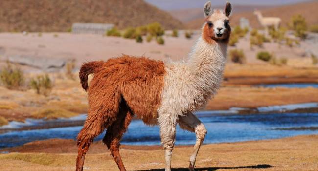 La futura herramienta terapéutica que se esconde en la sangre de la llama