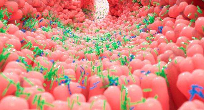 El último Congreso de la SEMI incide en la relación de la microbiota con varias patologías