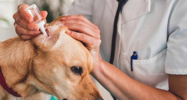 Cofares apuesta por impulsar la veterinaria en las farmacias