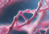 El CSIC emplea minigenes para rastrear la predisposición al cáncer de mama