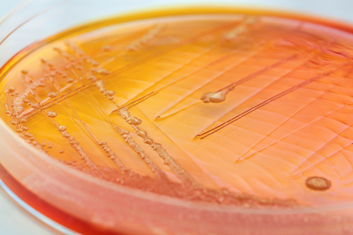 Dos nuevos BIC para dar visibilidad a la microbiología y la investigación oncológica