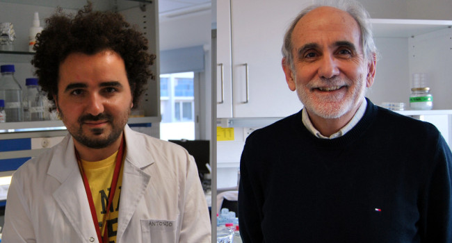 Un nuevo punto de regulación de la biogénesis ribosomal para tratar el cáncer