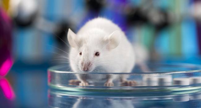 Un medicamento para la diabetes revierte significativamente la pérdida de memoria en ratones con Alzheimer