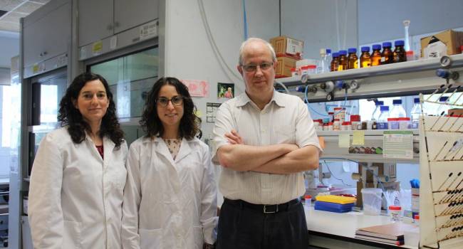 Un nuevo material permite el diagnóstico rápido de infecciones producidas por Candida albicans