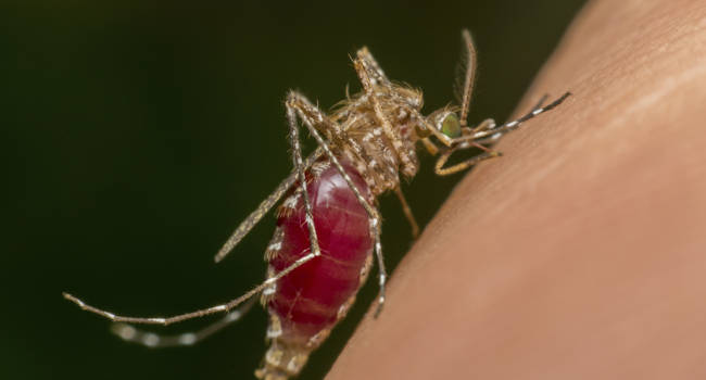 Cinfa lanza un decáloco de consejos para prevenir las picaduras de mosquito en verano