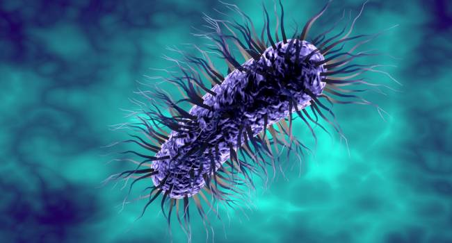 La ‘armadura’ bacteriana podría ser un nuevo objetivo para futuros antibióticos