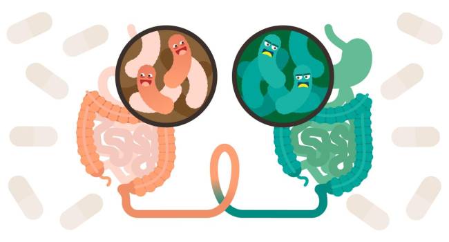La microbiota intestinal, una puerta a nuevas terapias en diabetes tipo 1