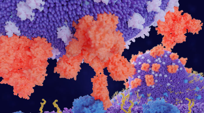 Una proteína serviría como biomarcador para identificar casos potencialmente graves de COVID-19