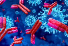 COVID-19: la respuesta inmunitaria duraría entre 6 y 9 meses y la posibilidad de reinfección es baja