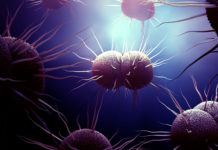 La vacuna frente al MenB provoca anticuerpos contra la bacteria ‘Neisseria gonorrhoeae’