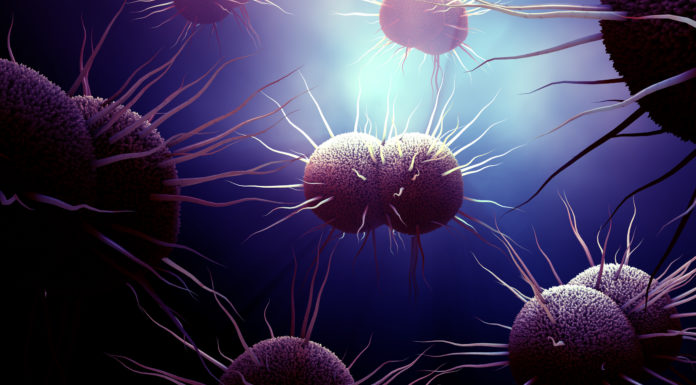 La vacuna frente al MenB provoca anticuerpos contra la bacteria ‘Neisseria gonorrhoeae’