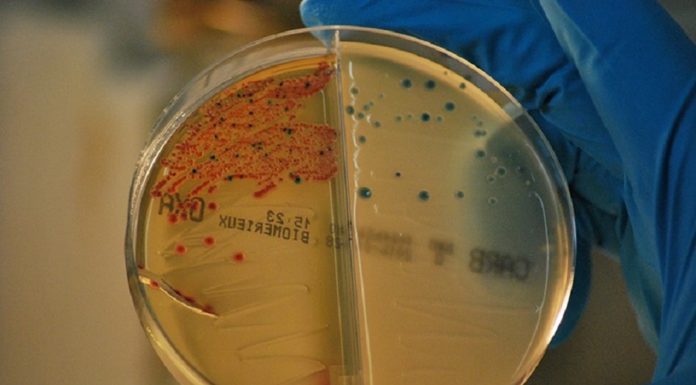 Identifican nueva estrategia para frenar las resistencias a antibióticos